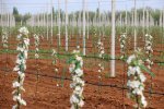 Drip irrigation фото номер 1