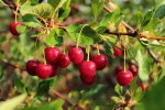 Gardening фото номер 4