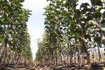 Nursery farming фото номер 3