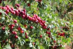 Gardening фото номер 6