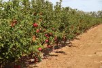 Agricultural Production фото номер 4