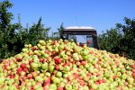 Agricultural Production фото номер 5