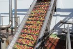 Processing and Production of puree фото номер 5