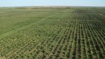 Agricultural Production фото номер 2