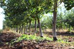 Drip irrigation фото номер 2