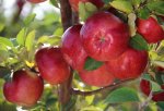 Gardening фото номер 8