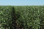 Nursery farming фото номер 2