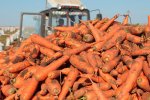 Vegetable Growing фото номер 4