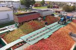 Processing and Production of Concentrated Juice фото номер 2