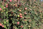 Gardening фото номер 7