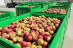 Fruit Storage фото номер 2