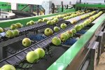 Fruit Storage фото номер 7