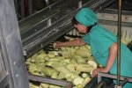 Processing and Production of puree фото номер 9