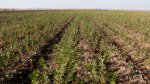 Nursery farming фото номер 1