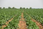 Vegetable Growing фото номер 2