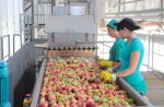Processing and Production of Concentrated Juice фото номер 3